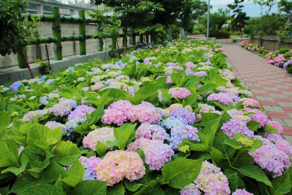 泰山繡球花步道：【新北市景點】泰山黎明步道花園繡球花~季節限定小小的景點，免費的小確幸