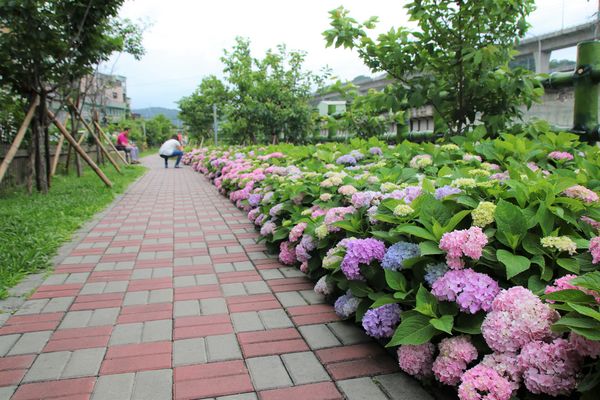 泰山繡球花步道：【新北市景點】泰山黎明步道花園繡球花~季節限定小小的景點，免費的小確幸