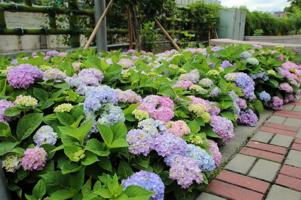 泰山繡球花步道：【新北市景點】泰山黎明步道花園繡球花~季節限定小小的景點，免費的小確幸