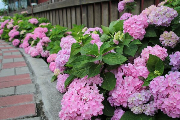 泰山繡球花步道：【新北市景點】泰山黎明步道花園繡球花~季節限定小小的景點，免費的小確幸
