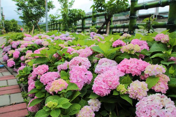 泰山繡球花步道：【新北市景點】泰山黎明步道花園繡球花~季節限定小小的景點，免費的小確幸