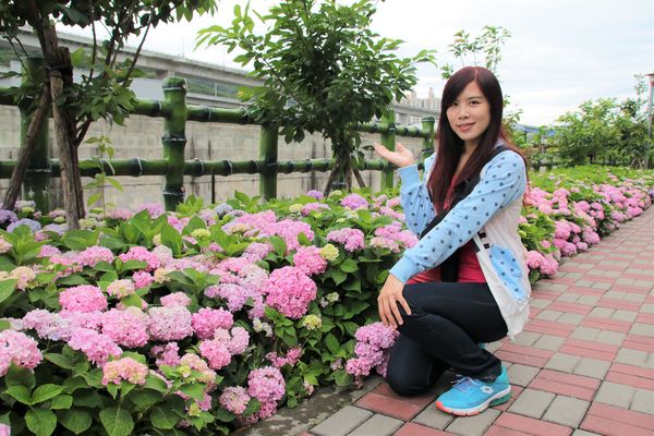 泰山繡球花步道：【新北市景點】泰山黎明步道花園繡球花~季節限定小小的景點，免費的小確幸