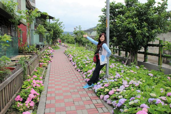 泰山繡球花步道：【新北市景點】泰山黎明步道花園繡球花~季節限定小小的景點，免費的小確幸