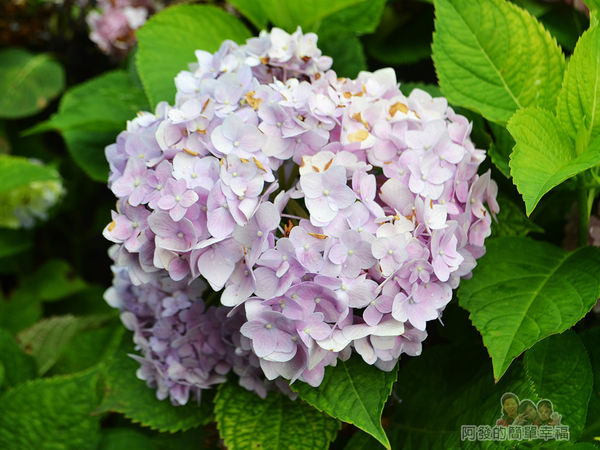 泰山繡球花步道21-淡紫色繡球花