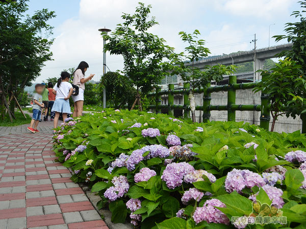 泰山繡球花步道22-親子漫步其間