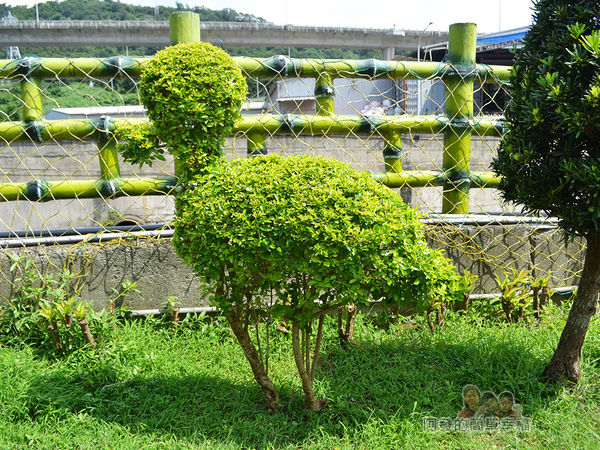 泰山繡球花步道11-小鳥外型樹叢