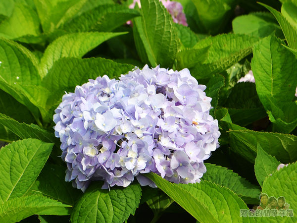 泰山繡球花步道28-淡紫色繡球花