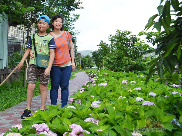 泰山繡球花步道26-漫步其中的母子