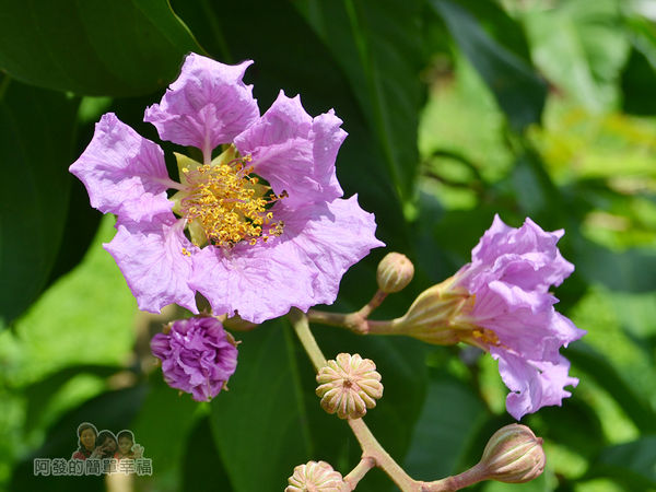 泰山繡球花步道06-典雅的紫花