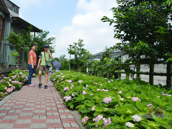 泰山繡球花步道20-清幽的繡球花步道