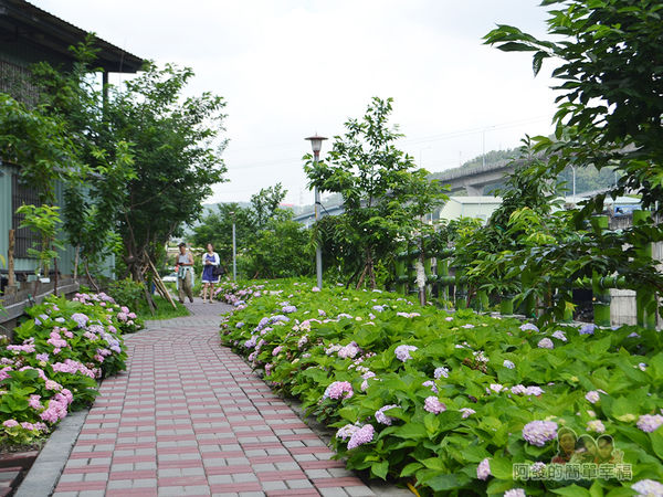 泰山繡球花步道27-三三兩兩愜意的遊客