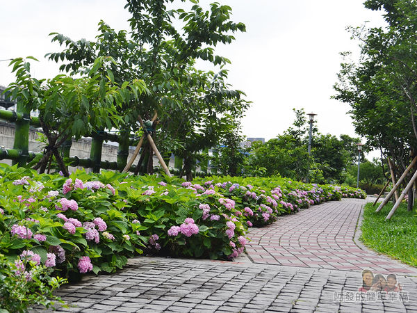 泰山繡球花步道29-沿路繡球花盛開