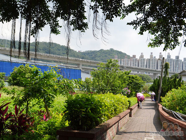 泰山繡球花步道03-山腳里公園步道