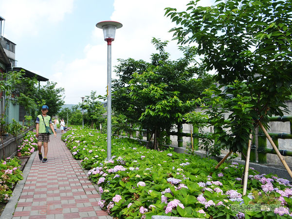 泰山繡球花步道18-傳說中的秘境-繡球花步道
