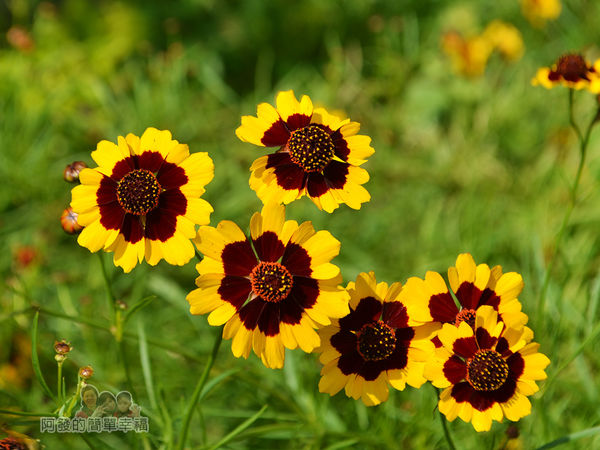 泰山繡球花步道14-小黃花