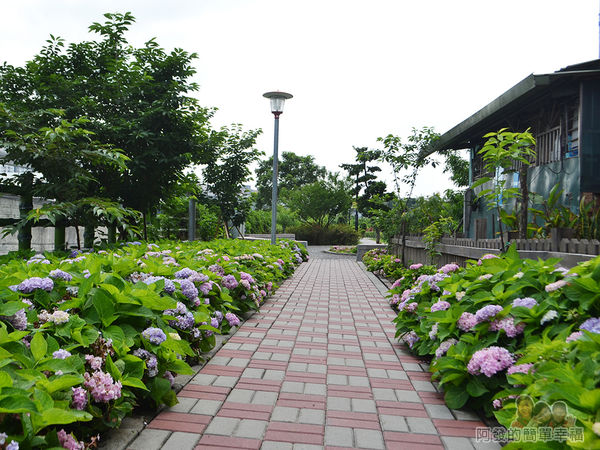 泰山繡球花步道23-兩側繡球花叢夾道歡迎