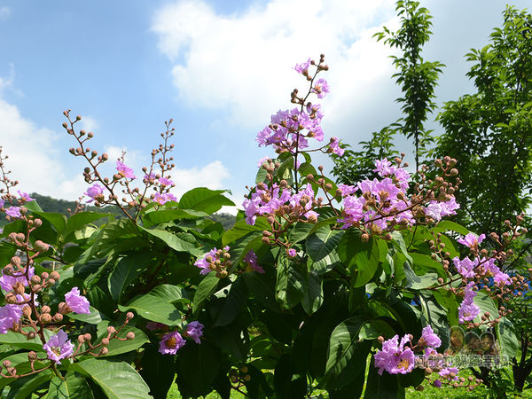 泰山繡球花步道05-步道旁的紫色花叢