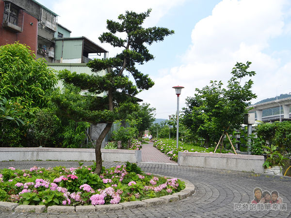 泰山繡球花步道16-繡球花小圓環