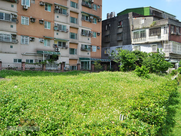 泰山繡球花步道12-步道旁的小白花點點