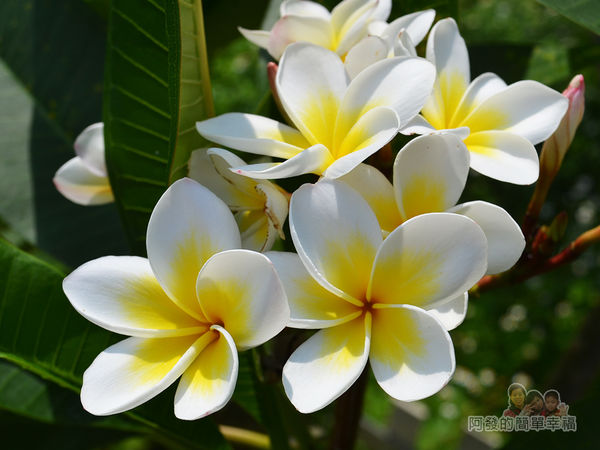 泰山繡球花步道17-一旁的雞蛋花
