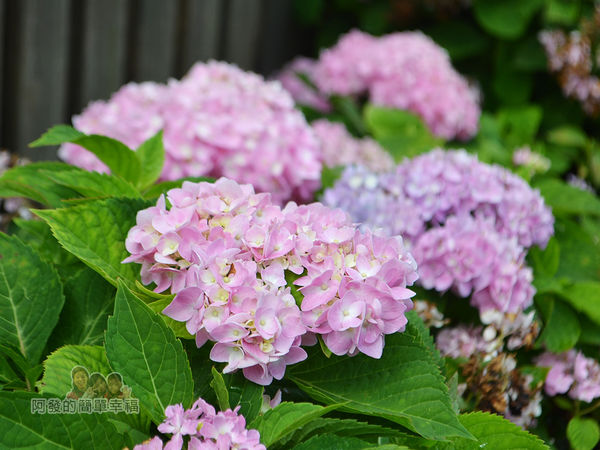 泰山繡球花步道19-淡粉紅色繡球花花叢