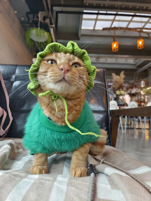 374174.jpg - 【台北.深坑】ARC CAFE玻璃屋+清水模景觀咖啡廳。寵物友善可落地可坐椅子+超寬大超舒適用餐環境