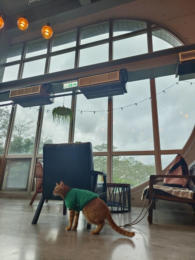 374175.jpg - 【台北.深坑】ARC CAFE玻璃屋+清水模景觀咖啡廳。寵物友善可落地可坐椅子+超寬大超舒適用餐環境