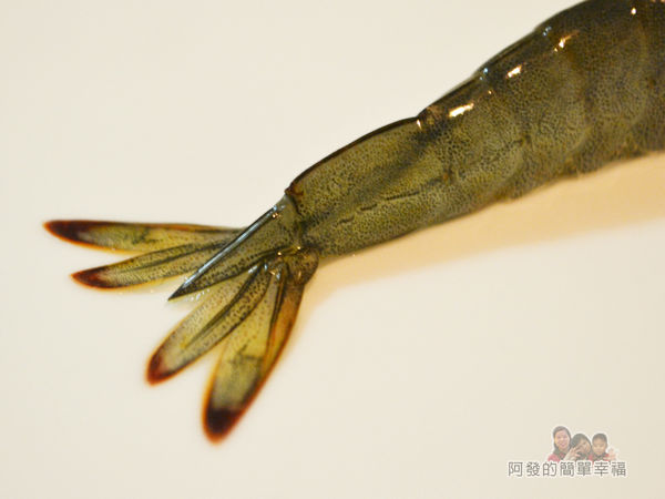 阿源師紅尾蝦06-蝦尾很漂亮