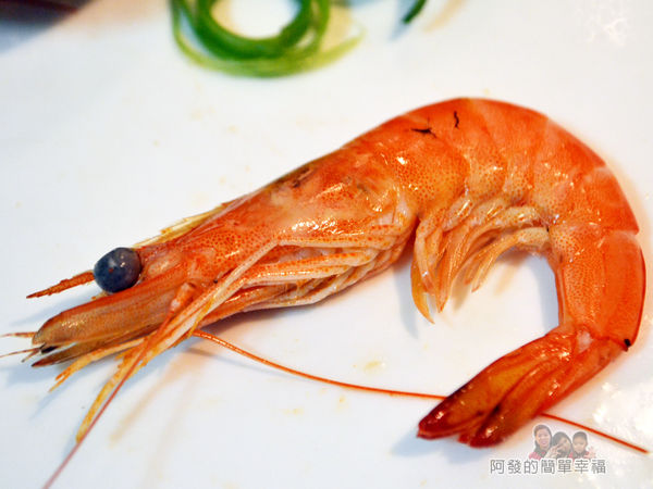 阿源師紅尾蝦15-紅尾蝦外觀