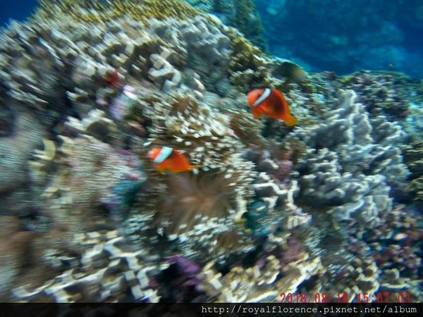 蘭嶼浮潛5.jpg