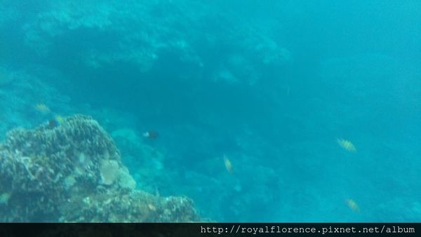蘭嶼浮潛9.jpg