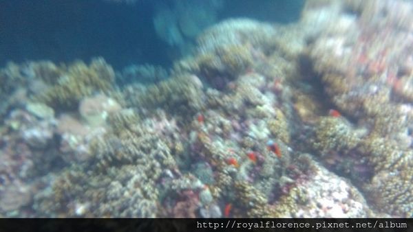 蘭嶼浮潛18.jpg