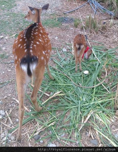 綠島梅花鹿專賣店59.jpg