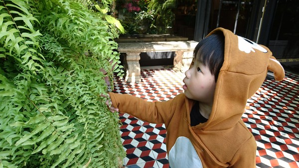 WOO Taiwan：高雄~WOO Taiwan 泰式料理~泰國清邁道地美食~華麗森林系餐廳~聚餐約會的好地點~