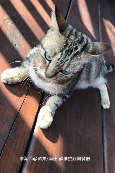 【苗栗/南庄】蘇維拉莊園餐廳