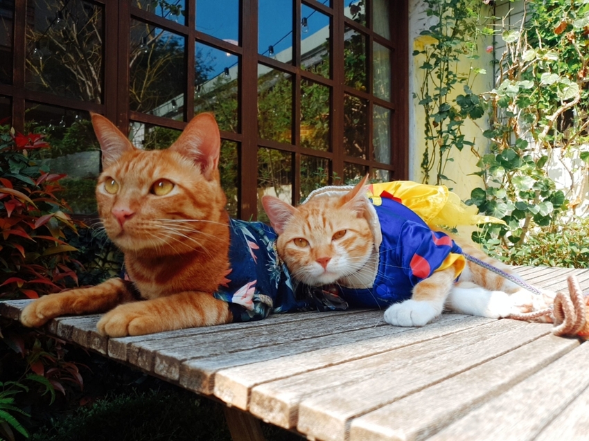 【台中.南區】JIFS COOKING SALON南法風情餐廳約會勝地。女孩絕對會超級滿意。寵物友善