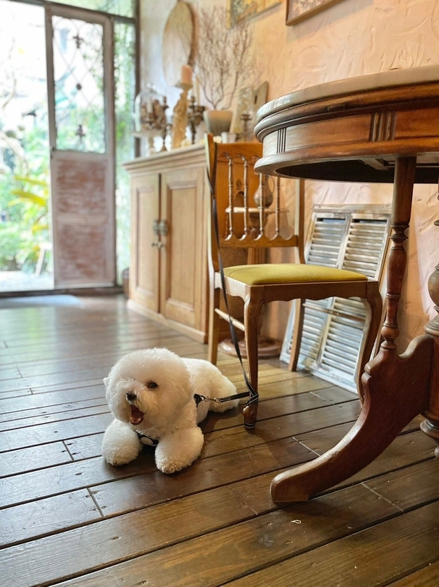 【台中.南區】JIFS COOKING SALON南法風情餐廳約會勝地。女孩絕對會超級滿意。寵物友善