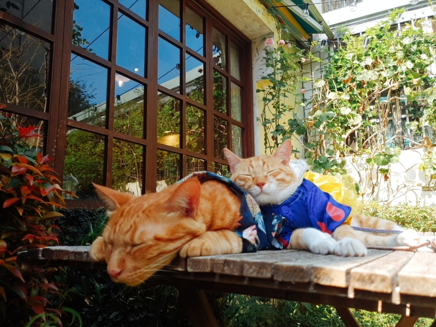 【台中.南區】JIFS COOKING SALON南法風情餐廳約會勝地。女孩絕對會超級滿意。寵物友善