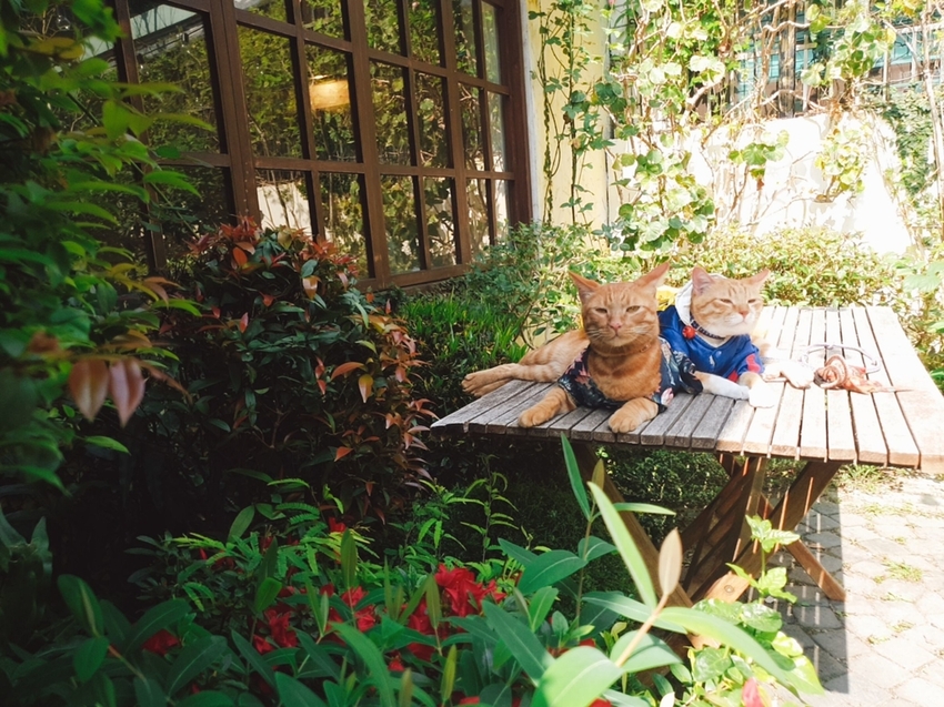 【台中.南區】JIFS COOKING SALON南法風情餐廳約會勝地。女孩絕對會超級滿意。寵物友善