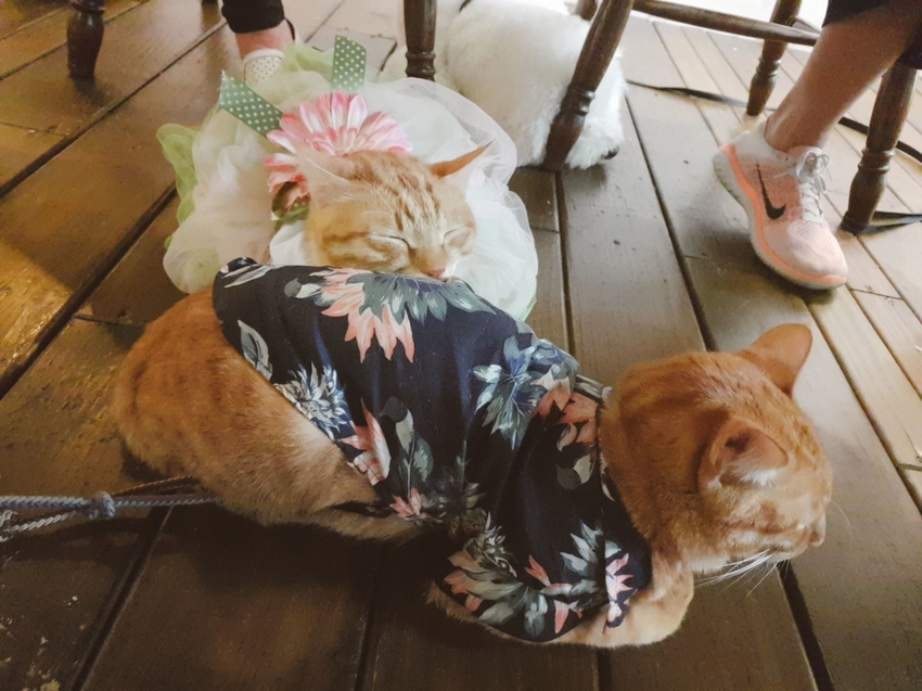 【台中.南區】JIFS COOKING SALON南法風情餐廳約會勝地。女孩絕對會超級滿意。寵物友善