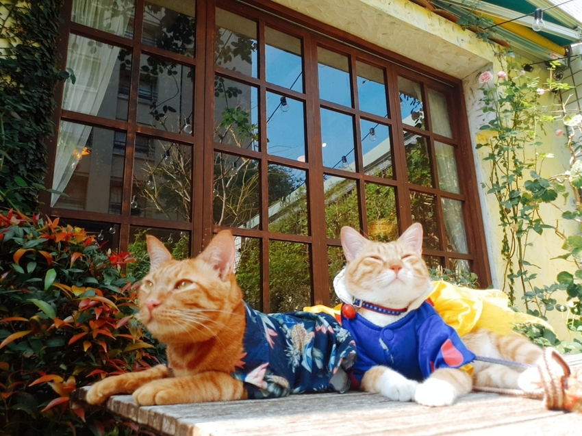 【台中.南區】JIFS COOKING SALON南法風情餐廳約會勝地。女孩絕對會超級滿意。寵物友善