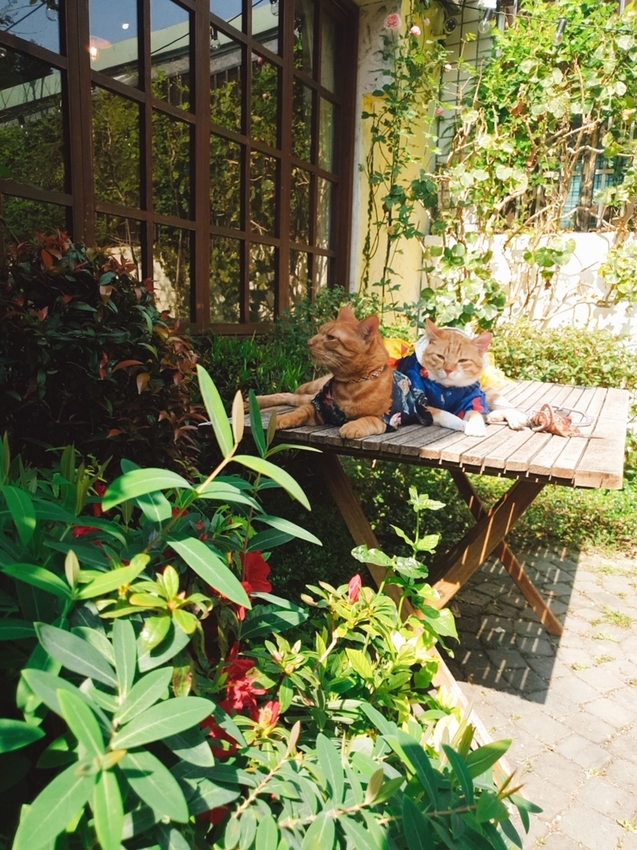 【台中.南區】JIFS COOKING SALON南法風情餐廳約會勝地。女孩絕對會超級滿意。寵物友善