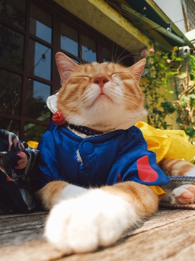 【台中.南區】JIFS COOKING SALON南法風情餐廳約會勝地。女孩絕對會超級滿意。寵物友善