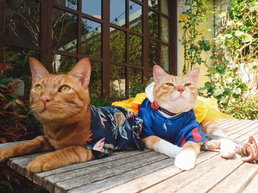 【台中.南區】JIFS COOKING SALON南法風情餐廳約會勝地。女孩絕對會超級滿意。寵物友善