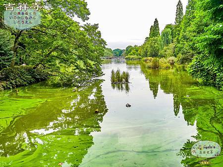 (2017年日本旅遊)東京(吉祥寺 いせや井之頭恩賜公園)023.jpg