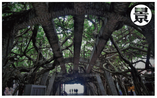通樑古榕-1
