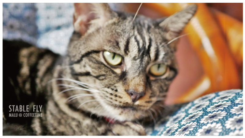 穩定飛行模式stablefly-8