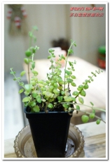 茶自點(豐原廟東店)：豐原泡沫紅茶店．夜市外的休閒美食歇脚新選擇──茶自點豐原廟東店