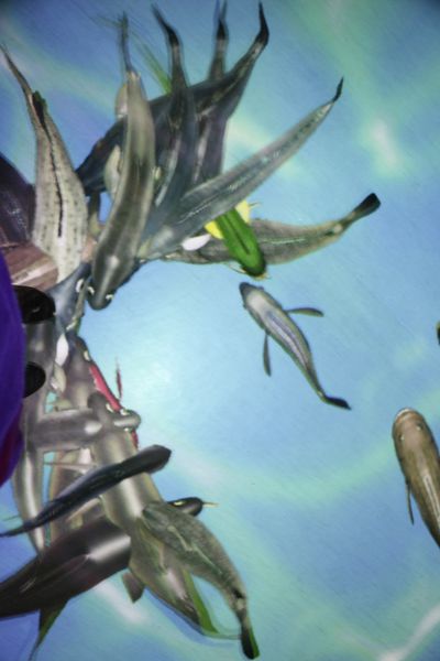 1060618-安永心食館-22 1060618-安永心食館-22