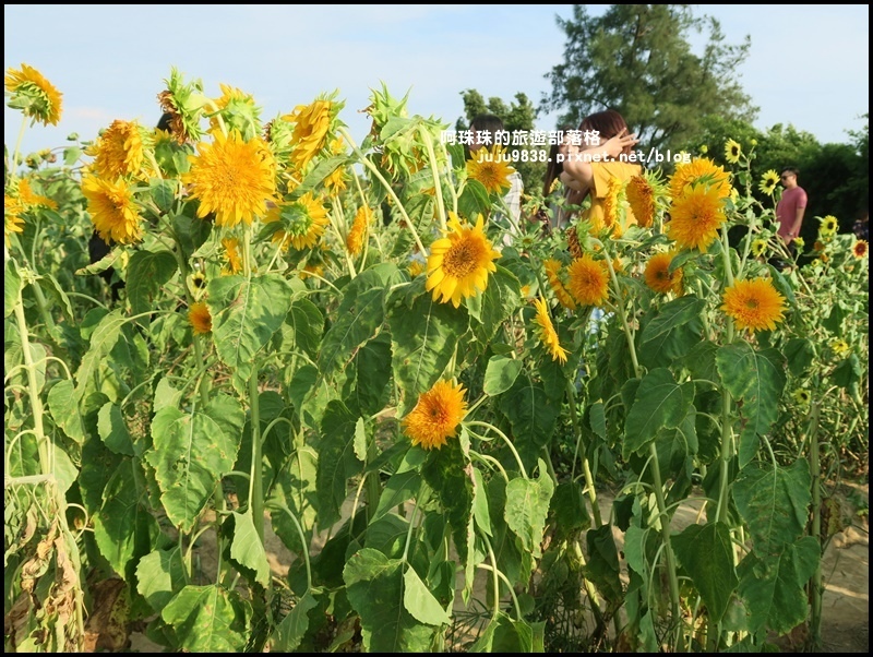向陽農場15.JPG